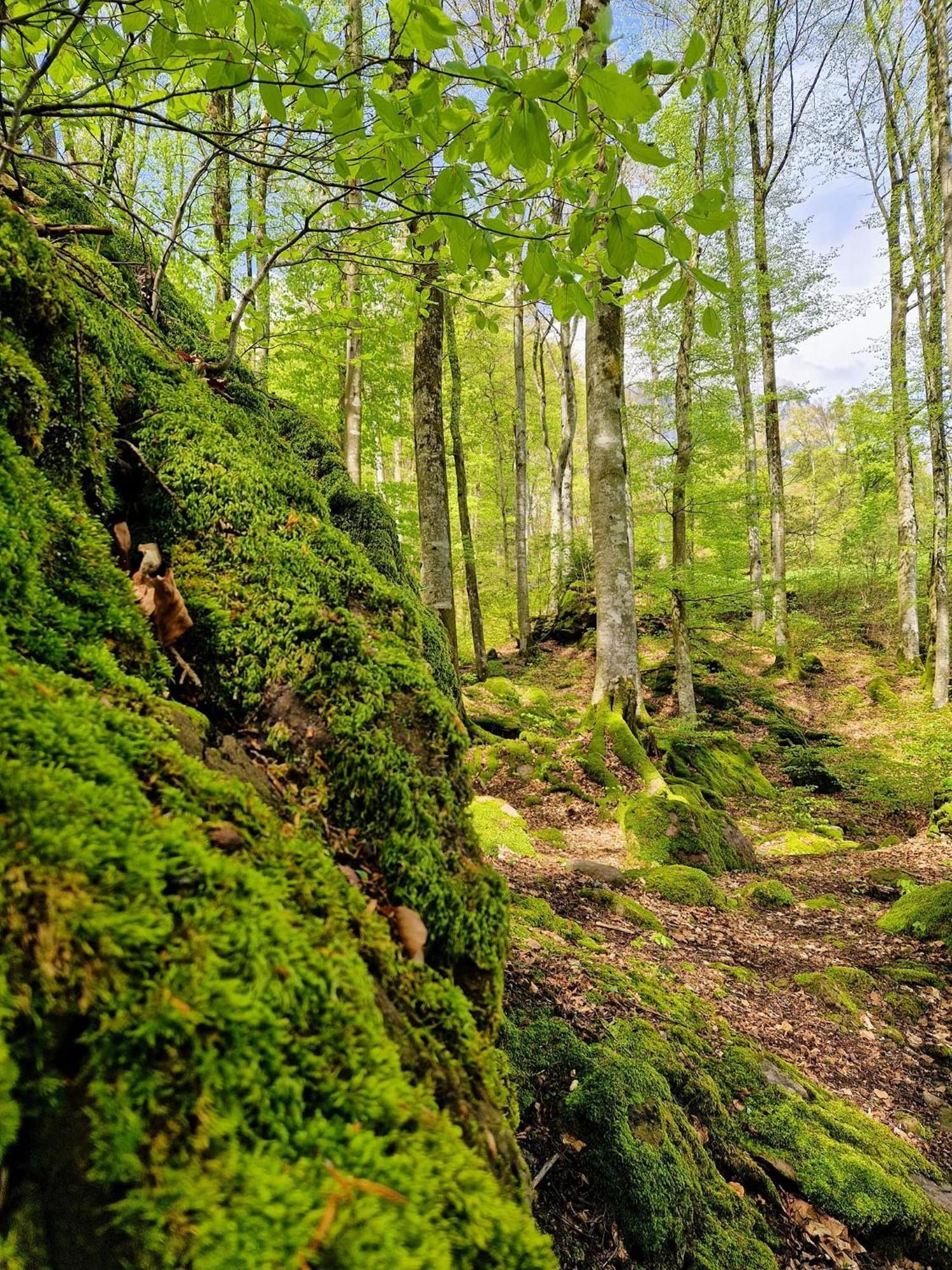 Vila Diese Einfache Unterkunft- Bergheimat Ist Nur Fuer Backpacker- Rucksacktouristen Und Radfahrer - Huettenfeeling Im Backpackerhoues- Ganz Einfach - Ganz Unkompliziert - Ganz Relaxd Linthal Exteriér fotografie